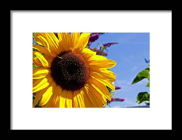 Summer Framed Print featuring the photograph Summer Sunflower by Tikvah's Hope