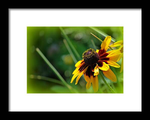 Garden Framed Print featuring the photograph Summer Susan by Amee Cave