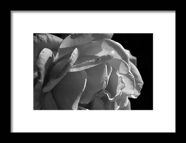 Rose Framed Print featuring the photograph Sun Light's Handiwork by Wanda Brandon
