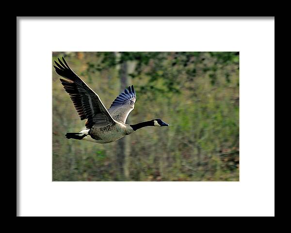 Paul Lyndon Phillips Framed Print featuring the photograph Sun on Canada Goose in Flight - c8096j by Paul Lyndon Phillips