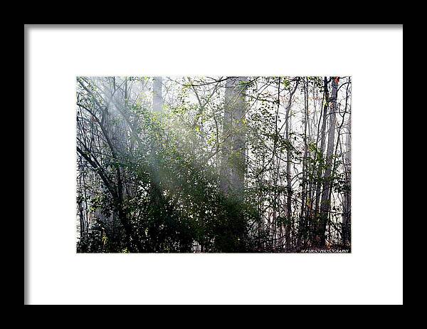 Sun Framed Print featuring the photograph Sun Rays on a Foggy Morn by Maria Urso