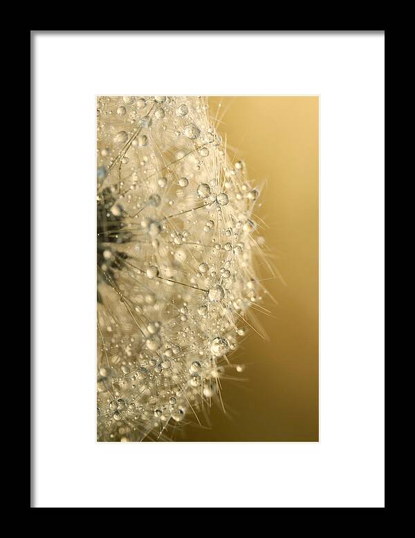 Dandelion Framed Print featuring the photograph Sun Sparkled Dandy by Sharon Johnstone