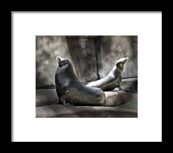 Toned Framed Print featuring the photograph Sunbathing Seals by Mary Almond