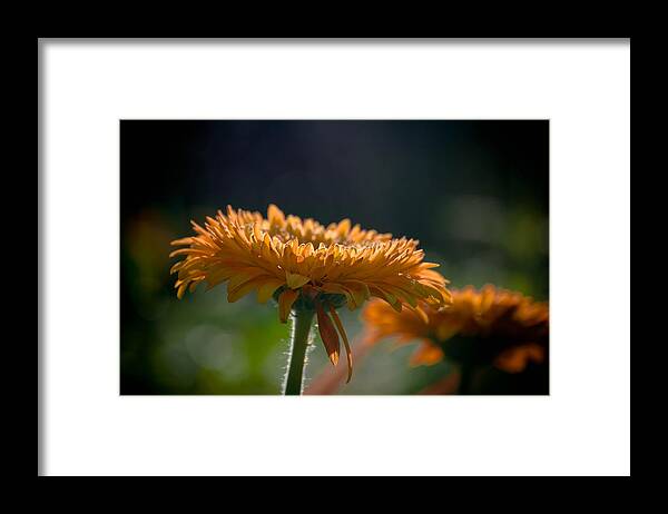 Flower Framed Print featuring the photograph Sunday Morning by Trish Tritz