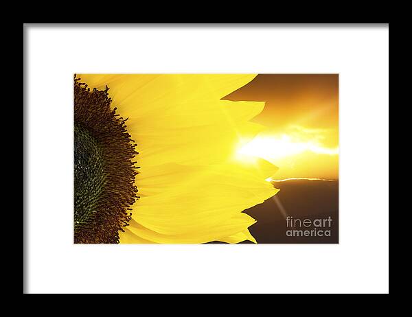 Sunflower Framed Print featuring the photograph Sunflower and sunset by Simon Bratt