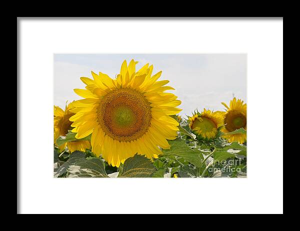 Sunflower Framed Print featuring the photograph Sunflower by Cheryl McClure