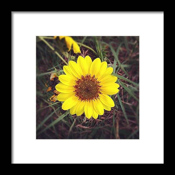 Life Framed Print featuring the photograph Sunflower by Kristina Parker