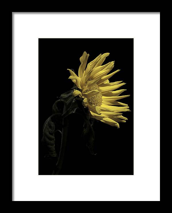 Flower Framed Print featuring the photograph Sunflower by Nathaniel Kolby