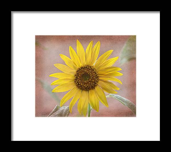 Sunflower Framed Print featuring the photograph Sunflower Warmth by Sandi OReilly