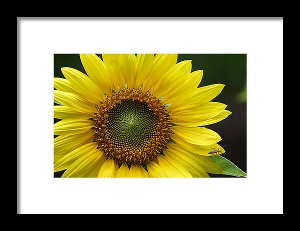 Helianthus Annuus Framed Print featuring the photograph Sunflower With Insect by Daniel Reed