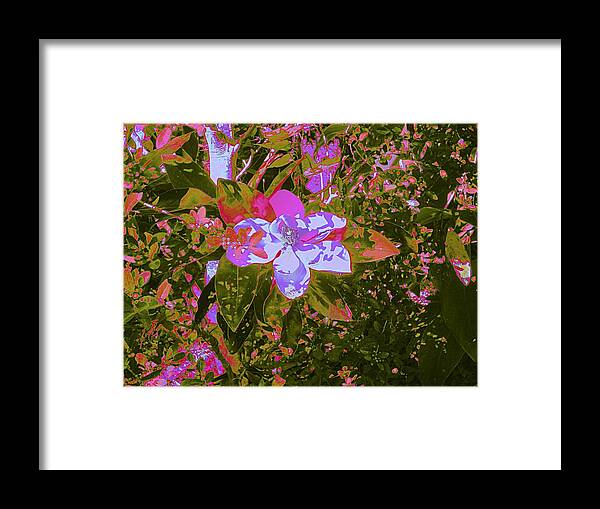Magnolia Framed Print featuring the mixed media Sunlight by Aimee Bruno