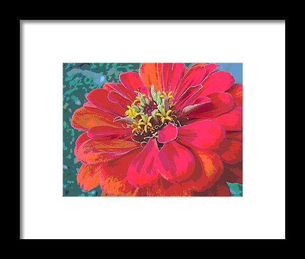 Zinnia Flower Framed Print featuring the photograph Sunlit Giant Zinnia by Padre Art