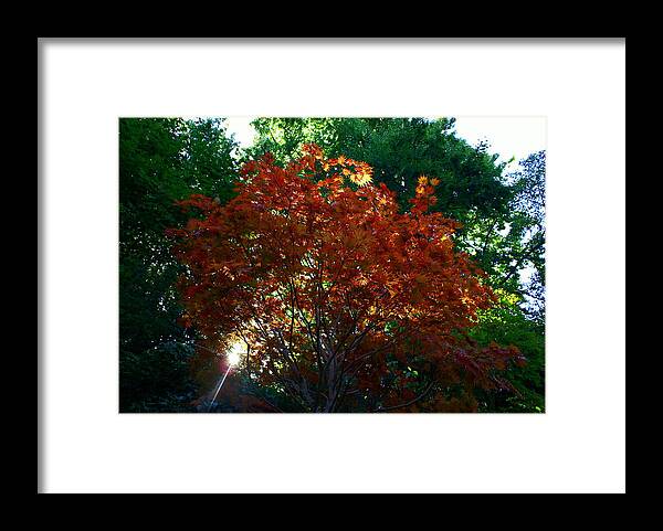 Maple Framed Print featuring the photograph Sunlit Maple by Jerry Cahill