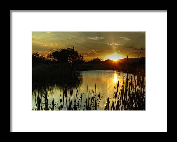 Pond Framed Print featuring the photograph Sunset and Cattails by Tam Ryan
