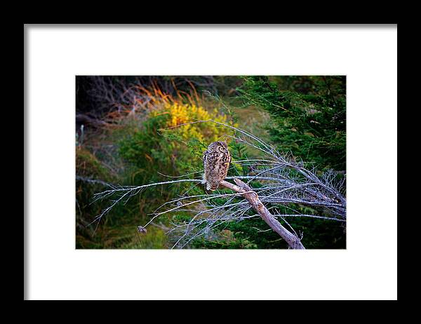 Owl Framed Print featuring the photograph Sunset Owl by Joseph Urbaszewski