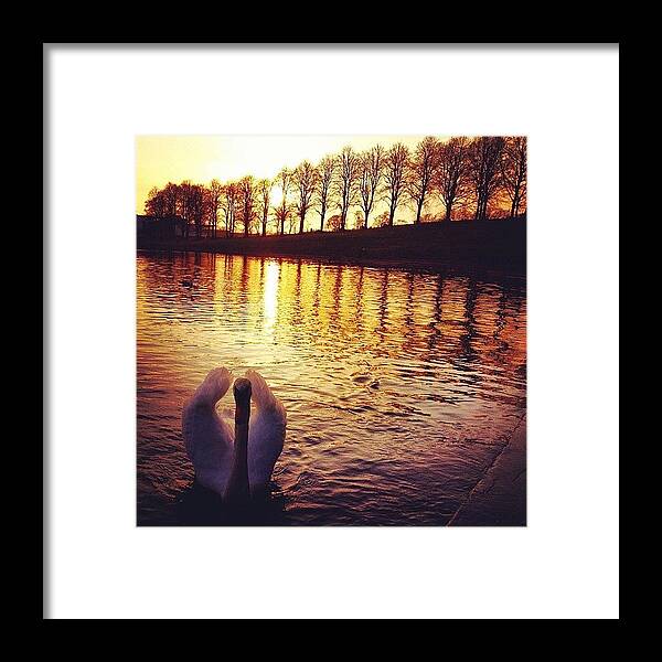 Ilovebaretrees Framed Print featuring the photograph Sunset Swan For #skystyles_sunset_002 by Sarah Drummond
