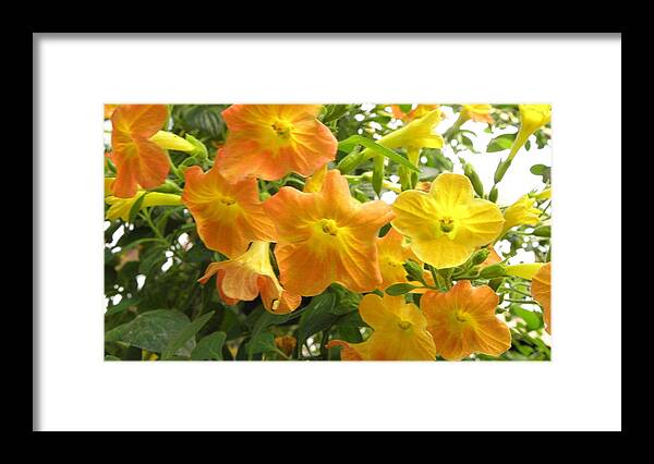 Flowers Framed Print featuring the photograph Sunshine blossoms by Kim Galluzzo