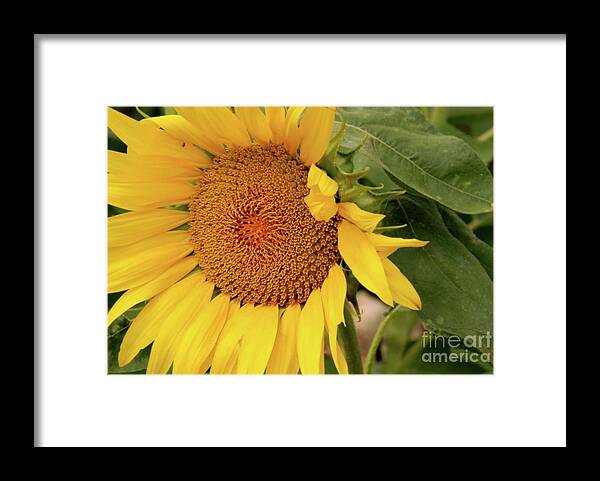 Flowers Framed Print featuring the photograph Sunshine by Ken Williams