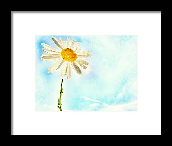 Daisy Framed Print featuring the photograph Sunshine by Marianna Mills