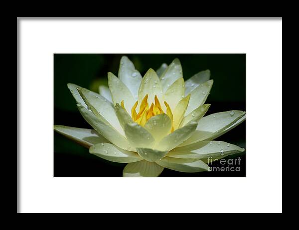 Floral Framed Print featuring the photograph Sunshine Water Lily by Living Color Photography Lorraine Lynch