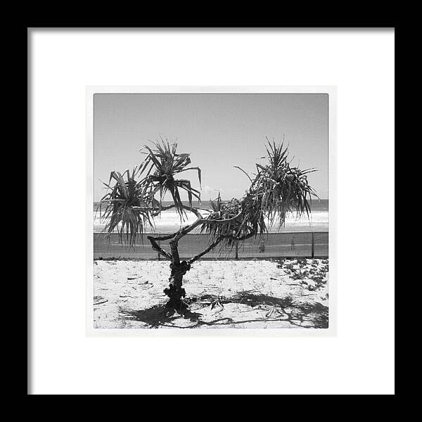 Contrast Framed Print featuring the photograph Suntree by Dave Cassidy 