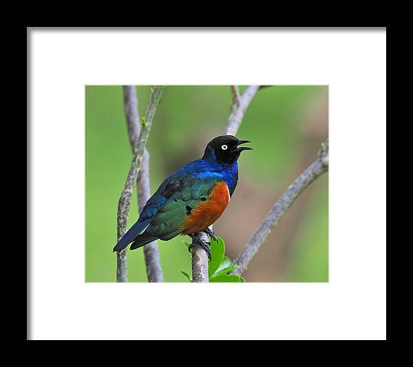 Superb Starling Framed Print featuring the photograph Superb Starling by Tony Beck