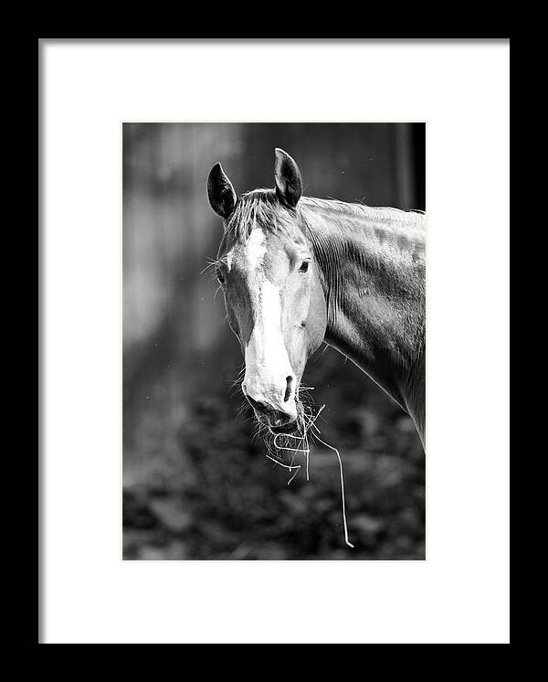 Horse Framed Print featuring the photograph Suppertime by Julie Niemela