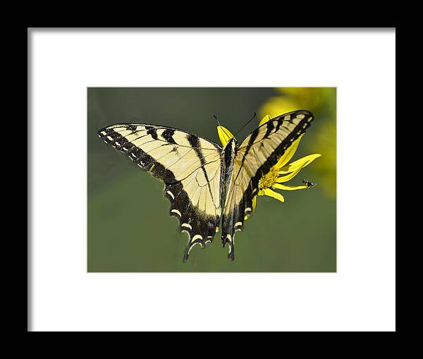 Butterfly Framed Print featuring the photograph Swallowtail and Friend by Rodney Campbell
