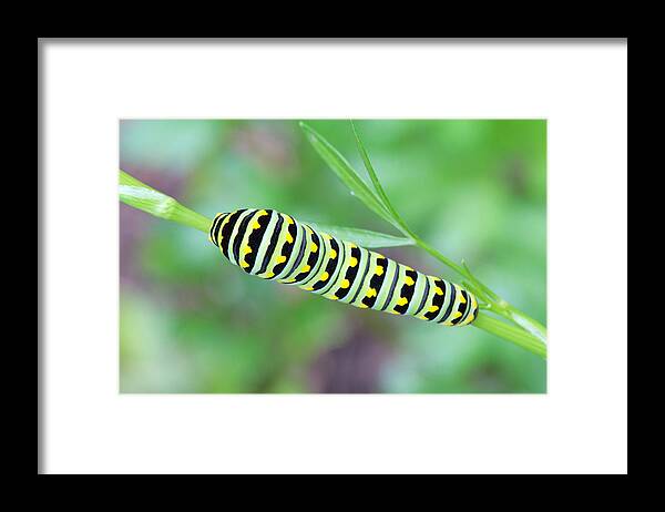 Papilio Polyxenes Framed Print featuring the photograph Swallowtail Caterpillar On Parsley by Daniel Reed