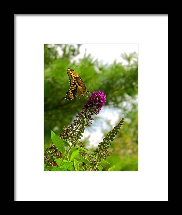 Nectar Framed Print featuring the photograph Swallowtail Treat by Azthet Photography