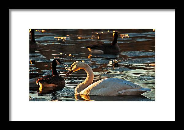 Lakeside Framed Print featuring the photograph Swan And Sunset by Ed Peterson