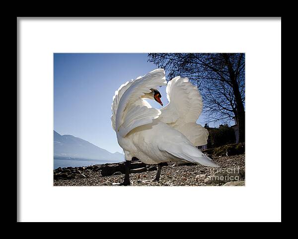 Swan Framed Print featuring the photograph Swan in backlight by Mats Silvan