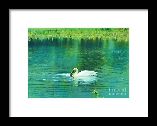 Swan Framed Print featuring the photograph Swan Lake by Judi Bagwell