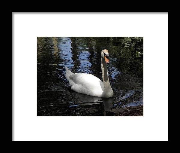 Swan Framed Print featuring the photograph Swan Swim by Kim Galluzzo