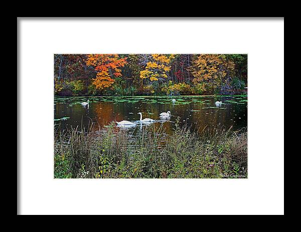 Fowl Framed Print featuring the photograph Swans in the Lake by Mikki Cucuzzo