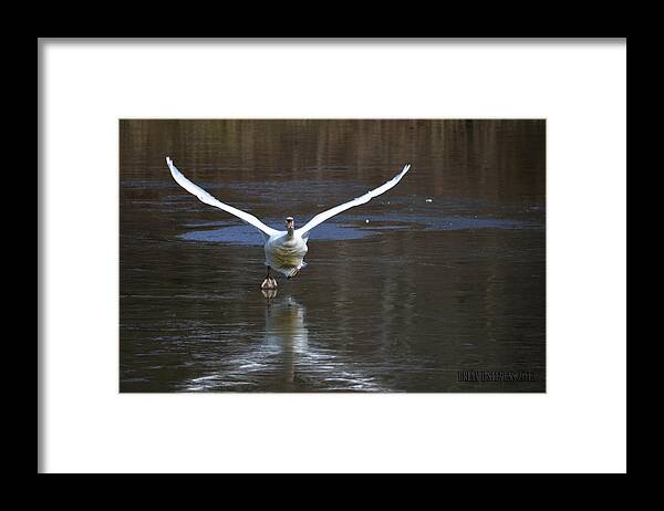 Swans Framed Print featuring the photograph Swans on ice by Brian Stevens