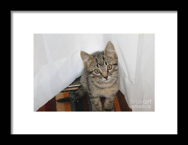 Kitten Framed Print featuring the photograph Sweet Kitten by Sheri Simmons