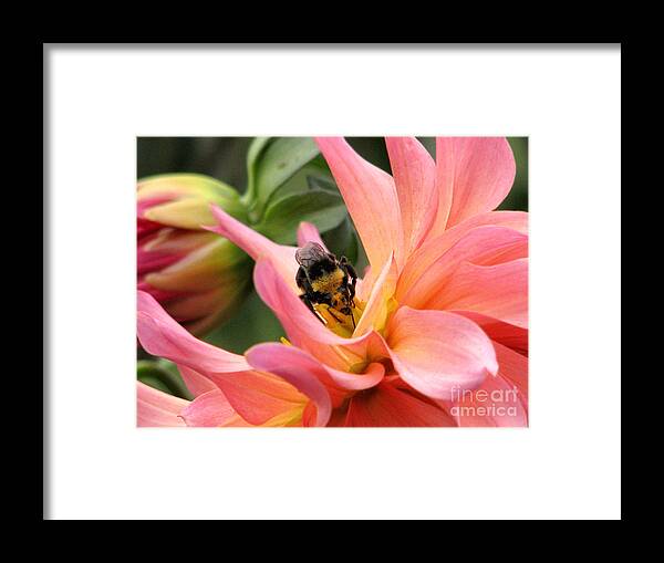 Flower Framed Print featuring the photograph Sweet Nectar by Rory Siegel
