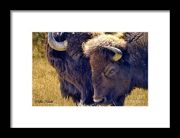 American Buffalo Framed Print featuring the photograph Sweet Nothings by Sue Karski