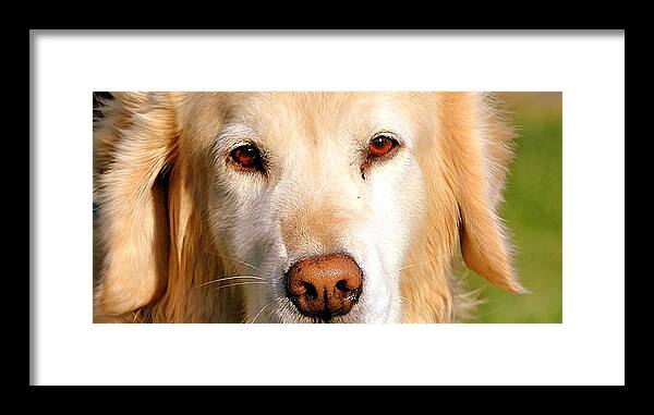 Dog Framed Print featuring the photograph Sweet Soul by Marysue Ryan