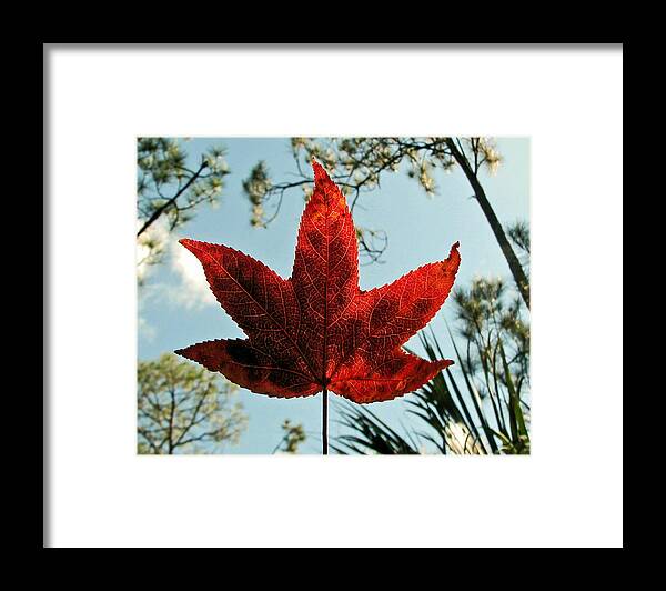Nature Framed Print featuring the photograph Sweetgum by Peggy Urban