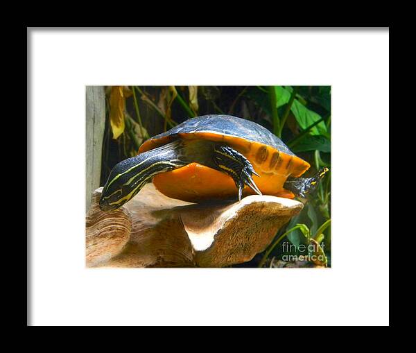 Turtle Framed Print featuring the photograph Swimming Turtle by Cat Rondeau