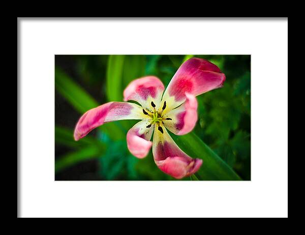 Flower Framed Print featuring the photograph Swirls by Jason Naudi Photography