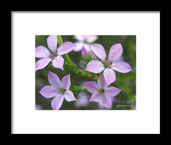 Flower Framed Print featuring the photograph Symbolizing by Holy Hands
