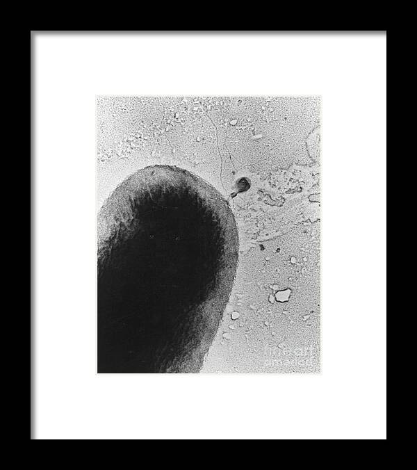 Science Framed Print featuring the photograph T4 Bacteriophage by Science Source
