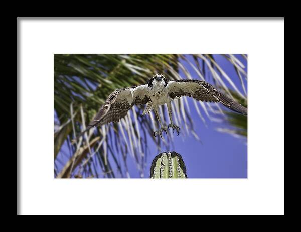 Osprey Framed Print featuring the photograph Take Off by Mark Harrington