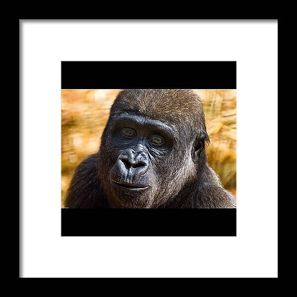  Framed Print featuring the photograph Taken At Howletts In Kent by Nik Guyatt