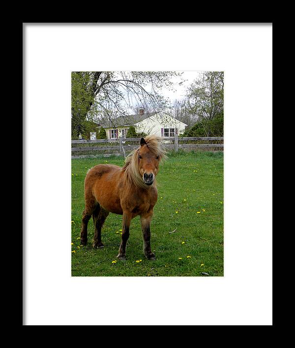 Miniature Pony Framed Print featuring the photograph Taking A Stand by Kim Galluzzo