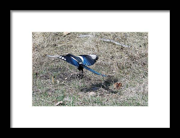 Magpie Framed Print featuring the photograph Taking Off by Dorrene BrownButterfield