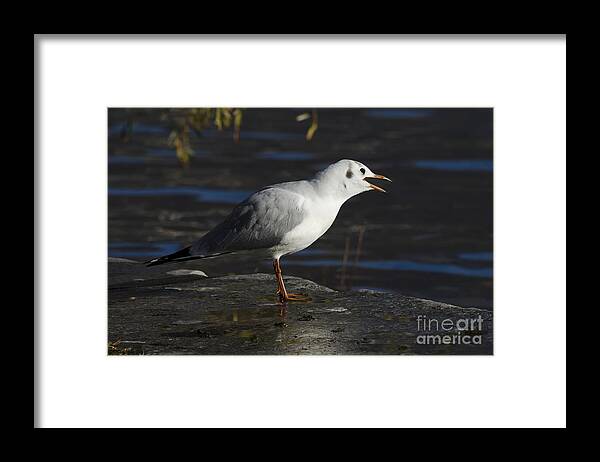 Seagull Framed Print featuring the photograph Talking bird by Mats Silvan